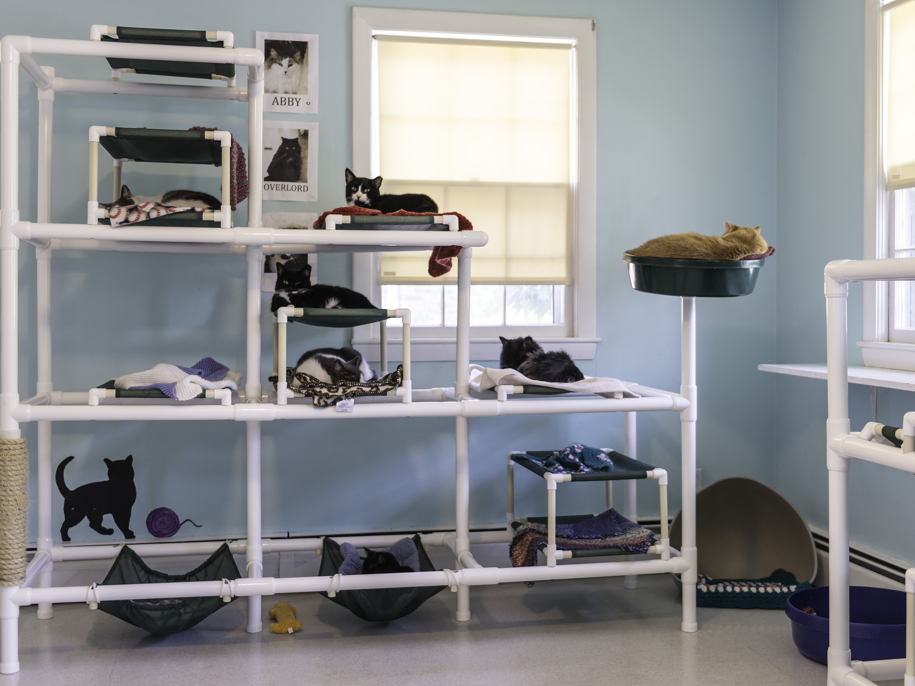 Contact Ellen M. Gifford Cat Shelter United States