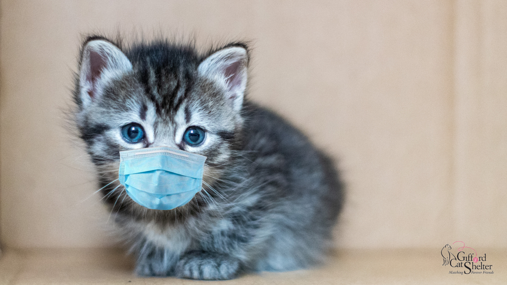 Cat Shelter Ellen M Gifford Cat Shelter United States