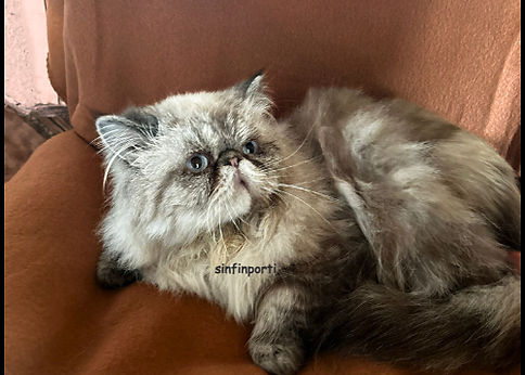 gato del criadero sin fin por ti en mallorca