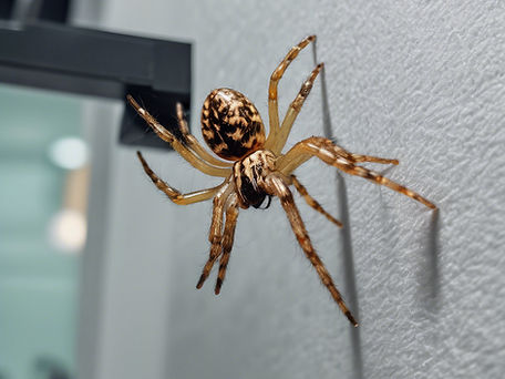 small spider treatment and clearance in office space.jpg