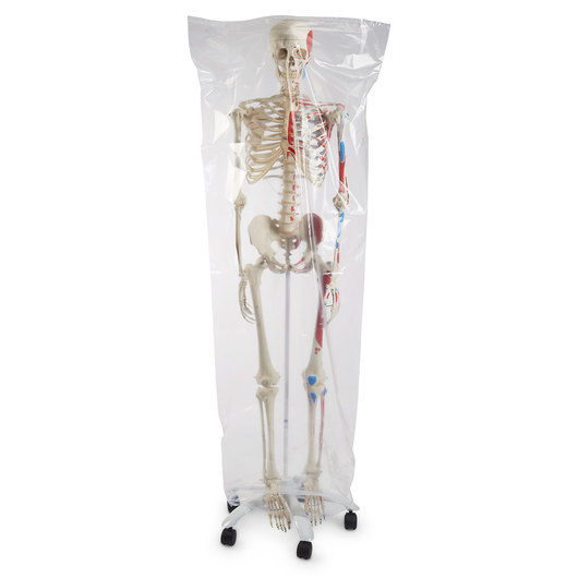 Thumbnail: American 3B Advanced Skeleton with Muscles