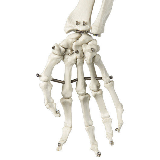 Thumbnail: Human Skeleton - 5 ft. 7 in.