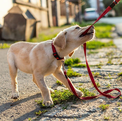 biting leash