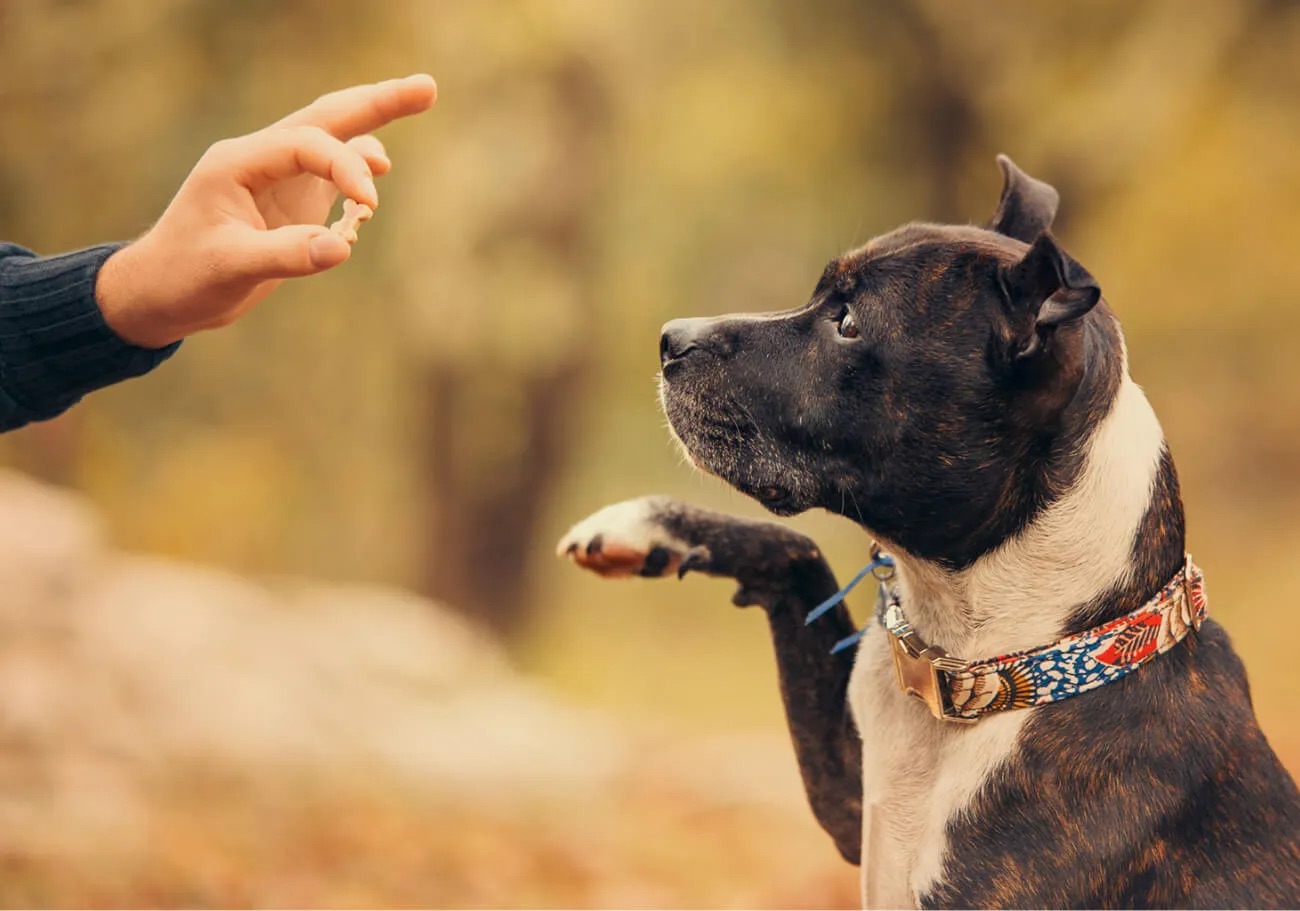 Pawsitive Training Package