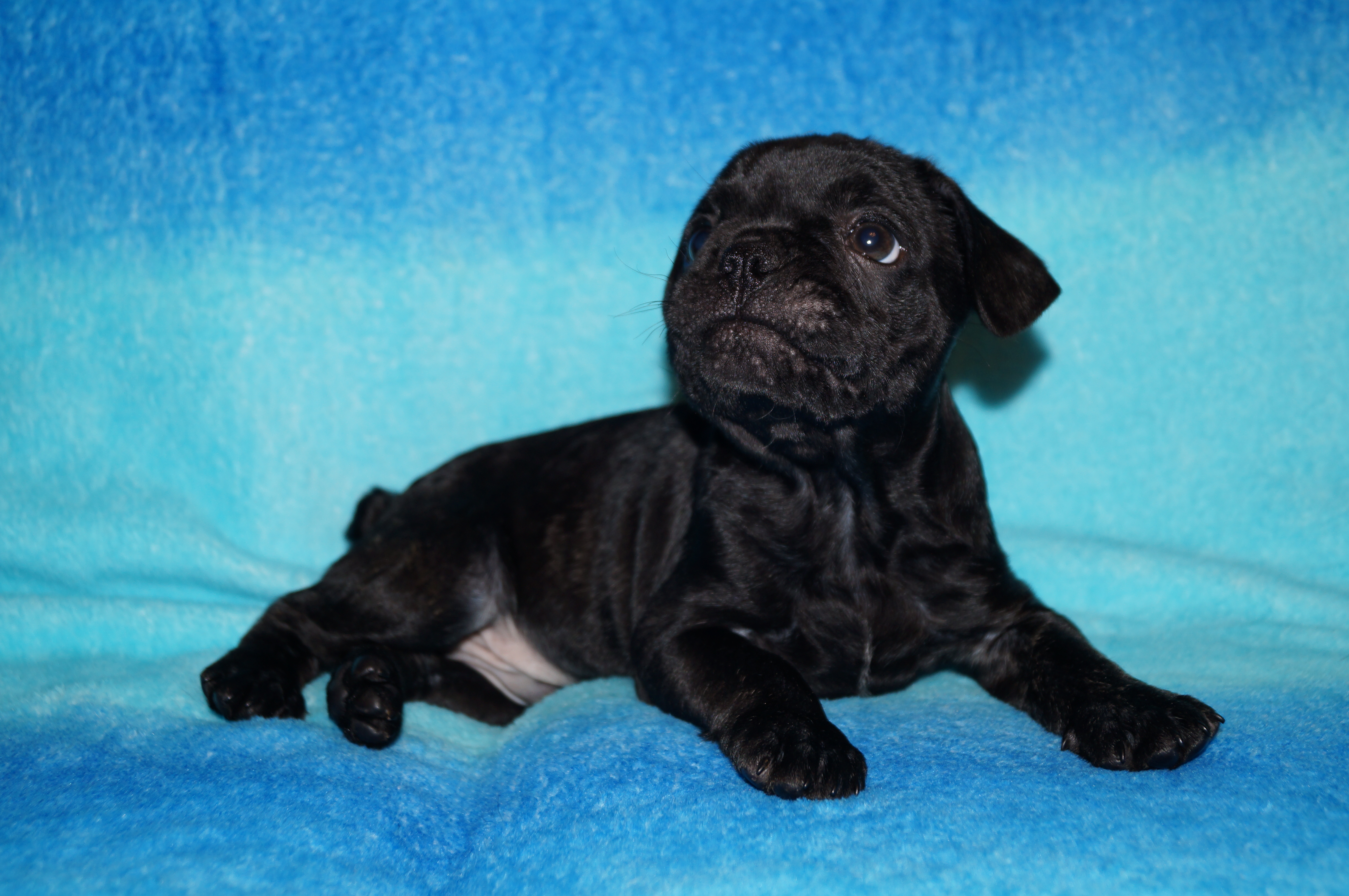 аргентинский дог питомник. голубой королевский дог. немецкий дог черный. догдон ай. немецкий дог 6 месяцев.