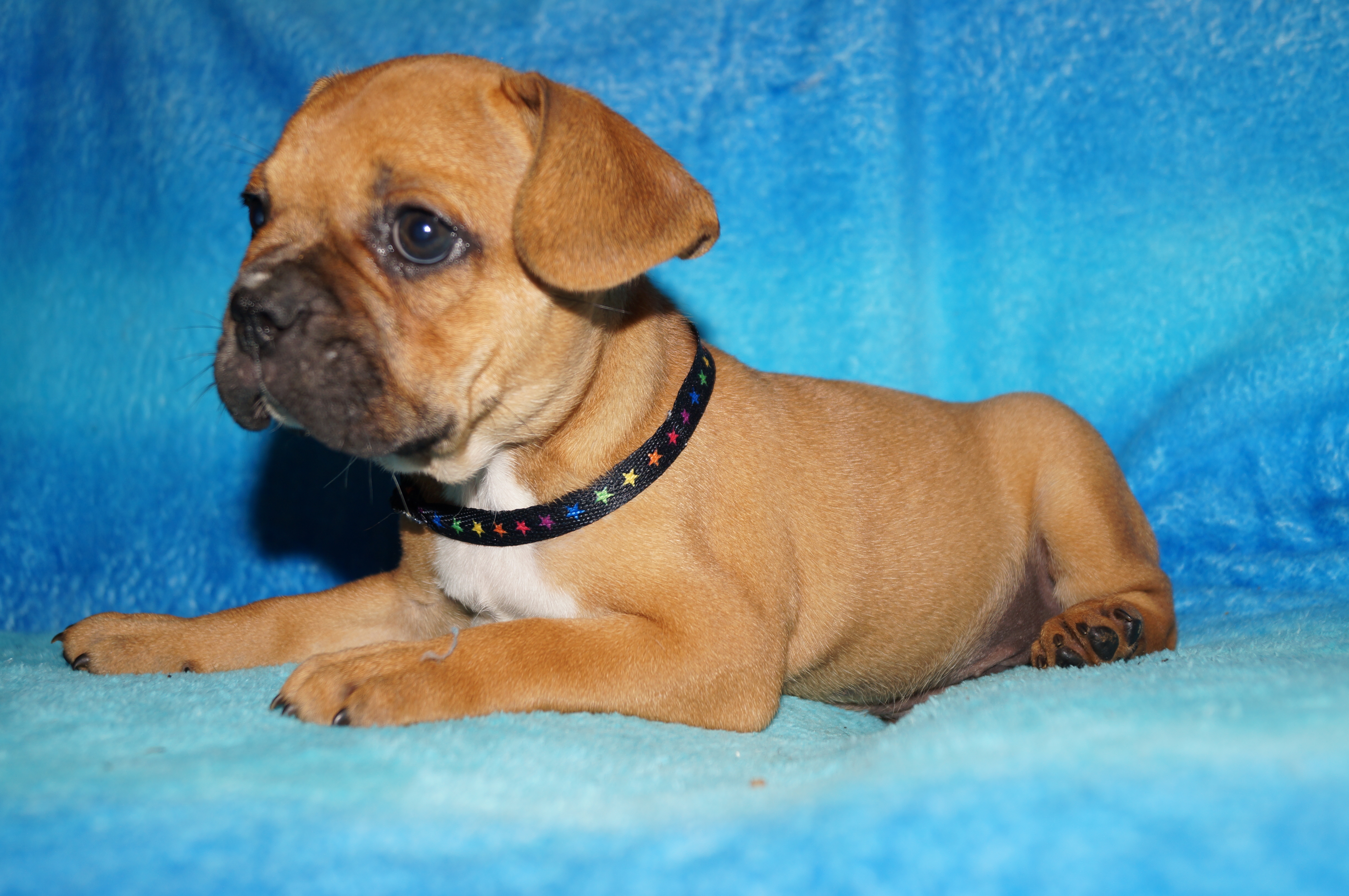 101 Дог Продажа Щенков