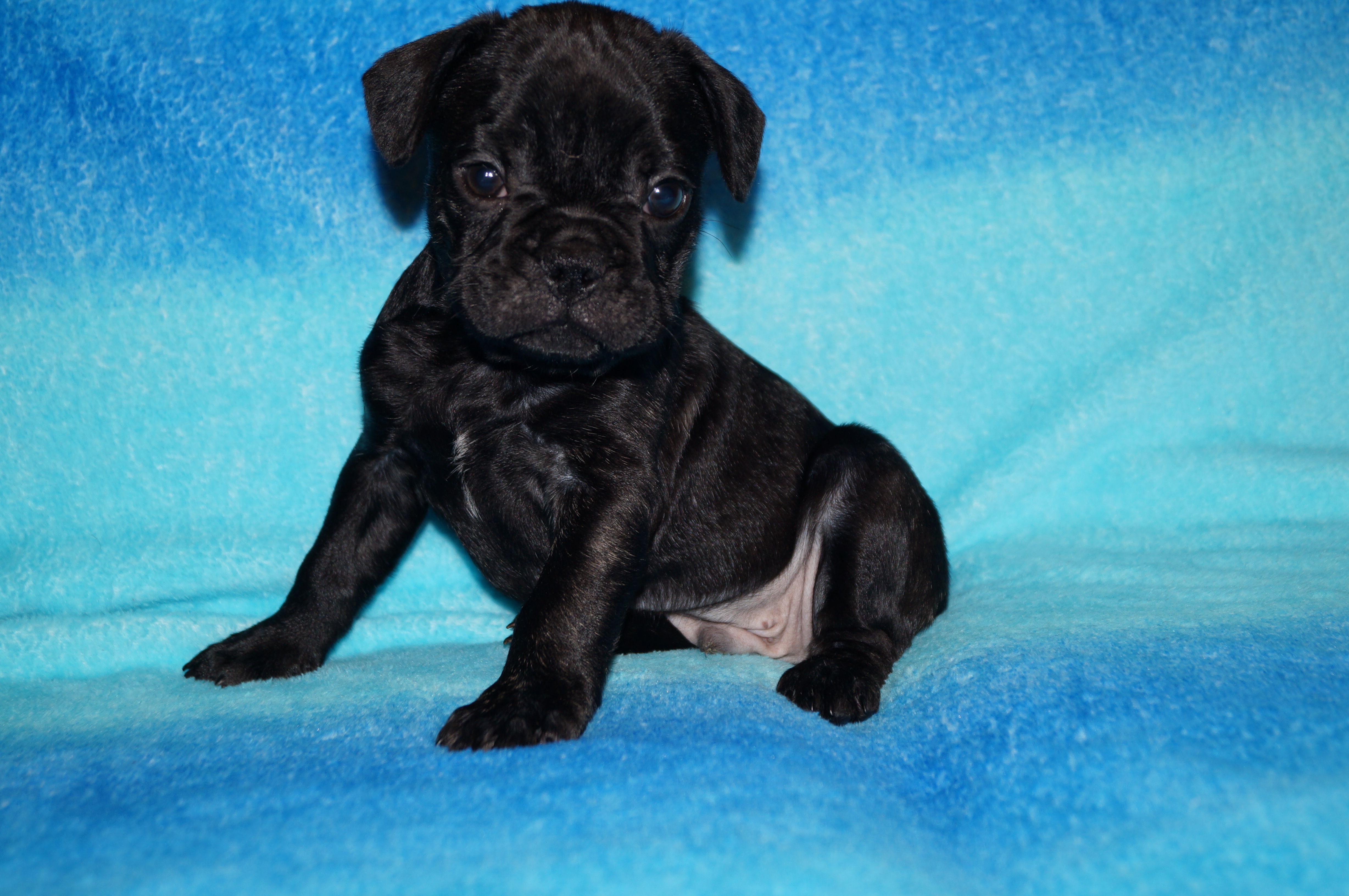 королевский дог. аргентинский дог. порода дог. купить щенка живого. немецкий дог в россии.