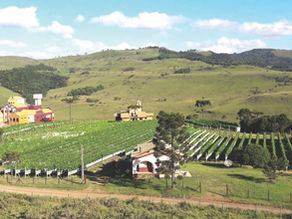 10 anos das feiras Wine São Paulo Trade Fair e Cachaça Trade Fair destacam enoturismo e turismo rural como eixos estratégicos do setor