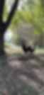 IMG_2019.jpeg