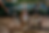 pexels-wildlittlethingsphoto-1378849 4.png