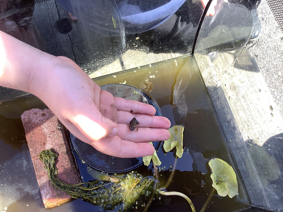 Cherry class nurtures frogspawn into froglets