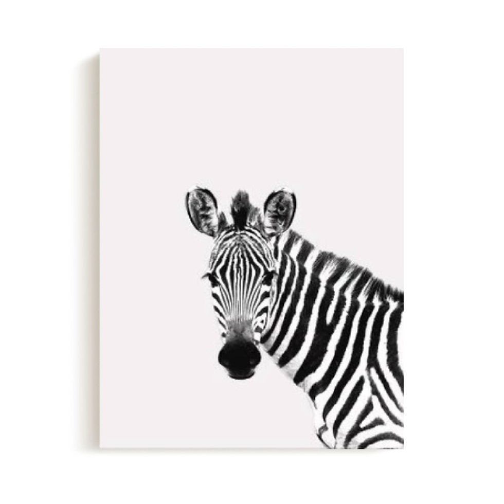 Miniatura: Zebra