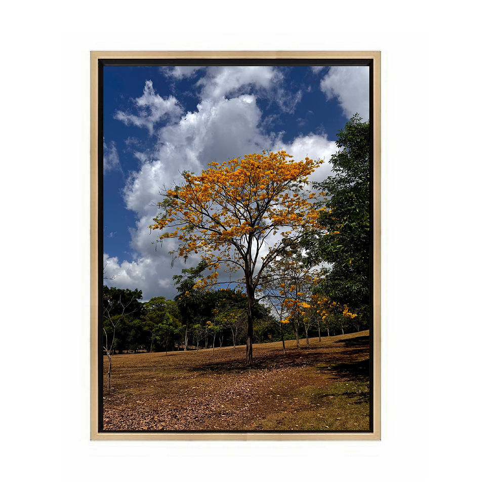 Miniatura: Guayacan