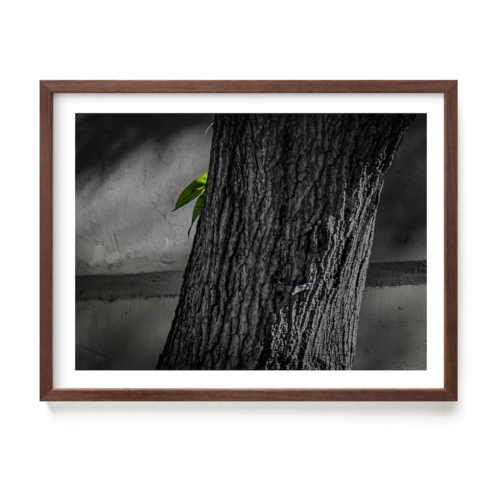 Miniatura: Fotografia / Ovidio Guillen