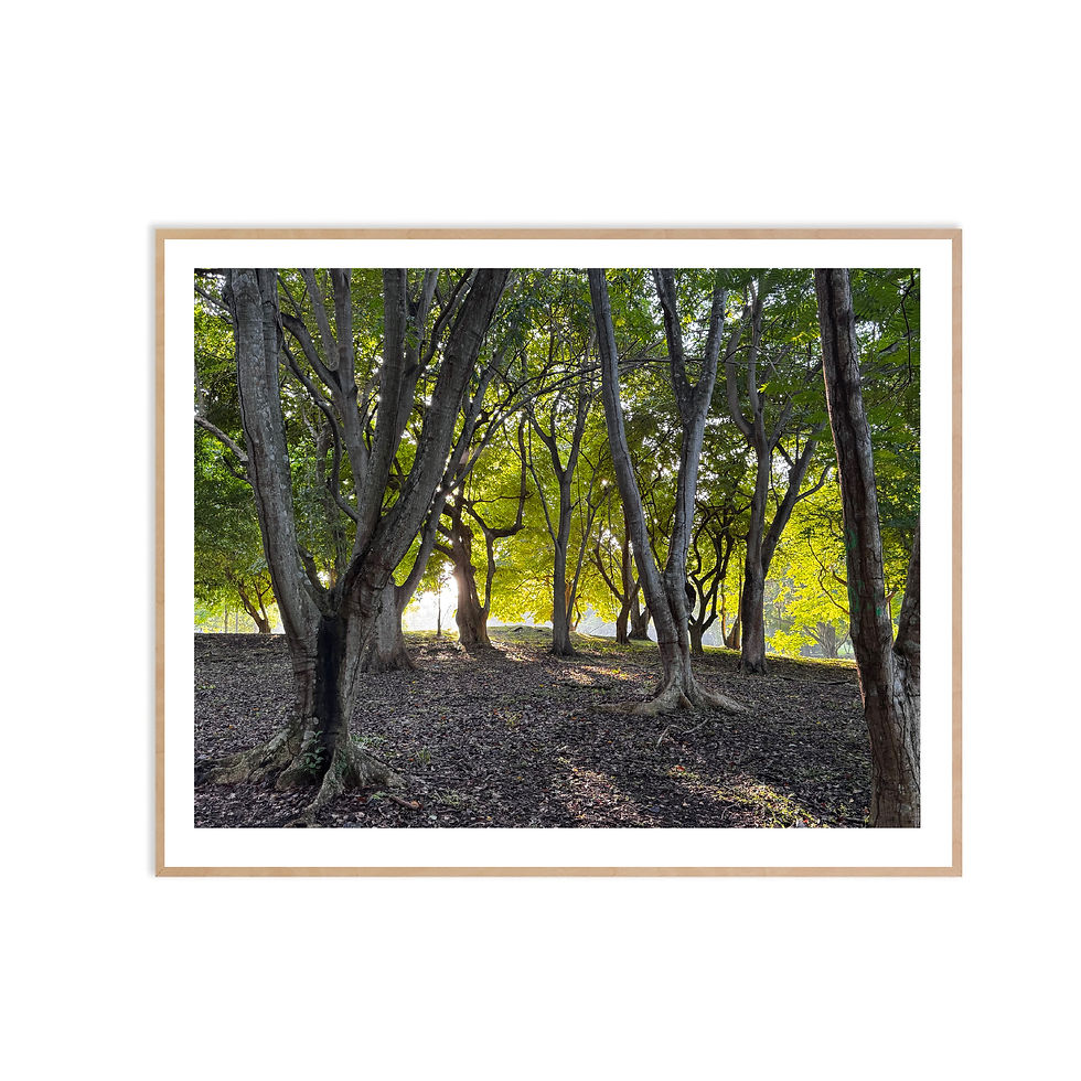 Miniatura: Arboles