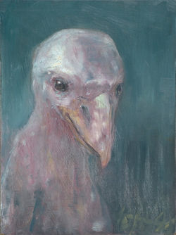 Little Vulture MKR