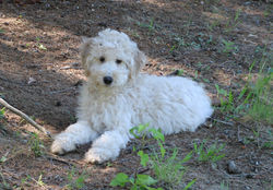 Filou3