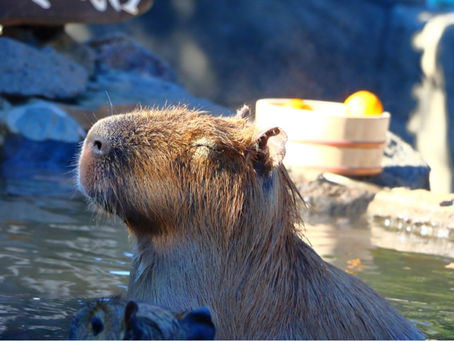 伊豆高原でテーマパークのシャボテン動物公園で動物との野性的なふれあいとサボテンとの出会い(伊豆半島のおすすめのアクティビティ・旅行プラン編)
