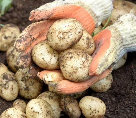 Odla potatis i zon 5–8 – sorter, pallkrage, skörd och förvaring
