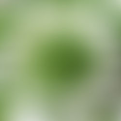 Odla egna ärtskott hemma med ärtor du köper i affären!