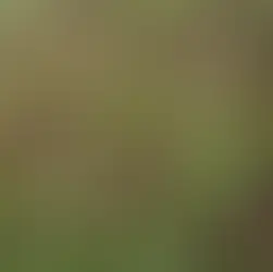 Årets perenn 2025 - Blodtopp