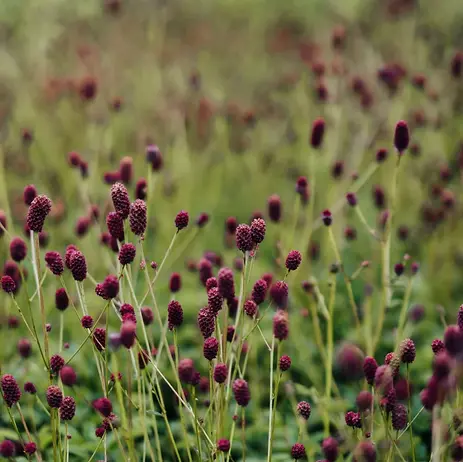Årets perenn 2025 - Blodtopp