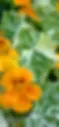 odla ätbara blommor krasse