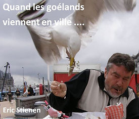 Goéland argenté arrachant un poisson des mains d'un promeneur.