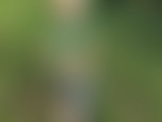 What to do When you Have Something to Share?? Roar 🦖 it From the Top of Your Lungs!