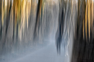 Bildtitel: Sonnenstunde im Winter, Aufnahmedatum: März 2026, Bildbeschreibung: Eilenriede - Hannover © Dieter Schwandt | Fotogruppe LichtGestalten Garbsen