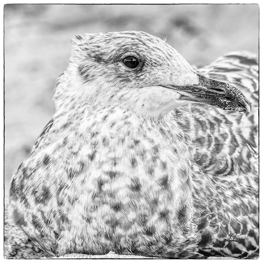 Bildtitel: Warten auf Futter, Aufnahmedatum: September 2021, Bildbeschreibung: Junge Möwe am Weststrand vom Darß © Inge Glenewinkel | Fotogruppe LichtGestalten Garbsen