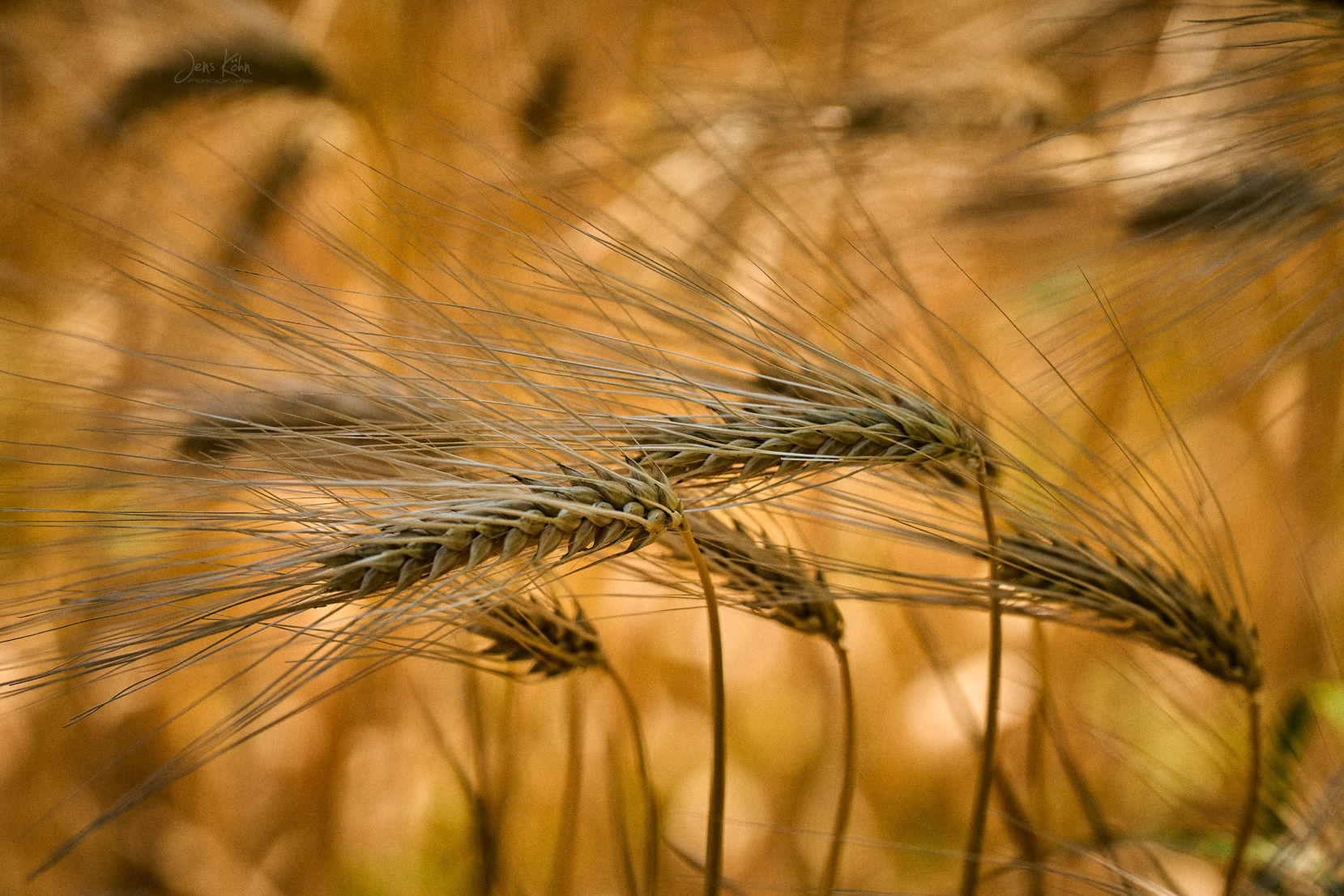 Bildtitel: Sommergold, Aufnahmedatum: Juni 2026, Bildbeschreibung: Gerstenfeld, irgendwo in der Region © Jens Köhn | Fotogruppe LichtGestalten Garbsen