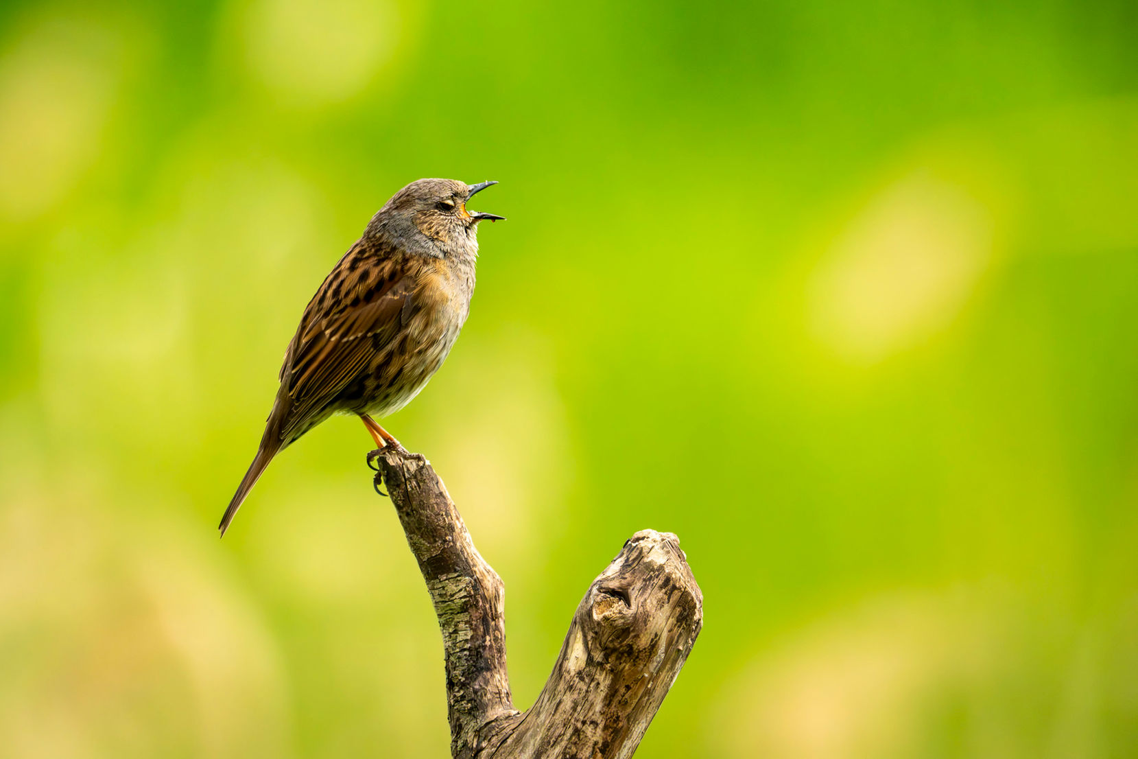 Bildtitel: Aus voller Kehle, Aufnahmedatum: Mai 2025, Bildbeschreibung: Heckenbraunelle © Uwe Thiel | Fotogruppe LichtGestalten Garbsen