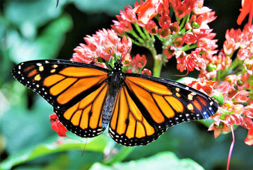 Schmetterling, Im Palmitos Park in Gran Canaria - Spanien, Januar 2012 © Rafael Ramos | Fotogruppe LichtGestalten Garbsen