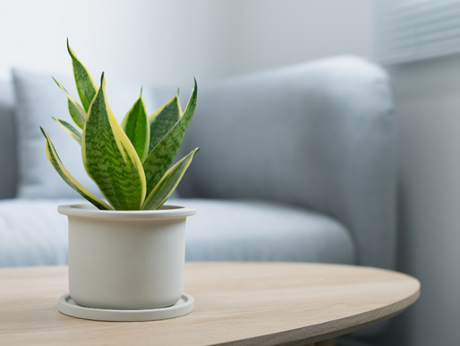 Plants and Clean Air: What They Can (and Can’t) Do for Your Home