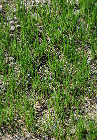 Overseeding