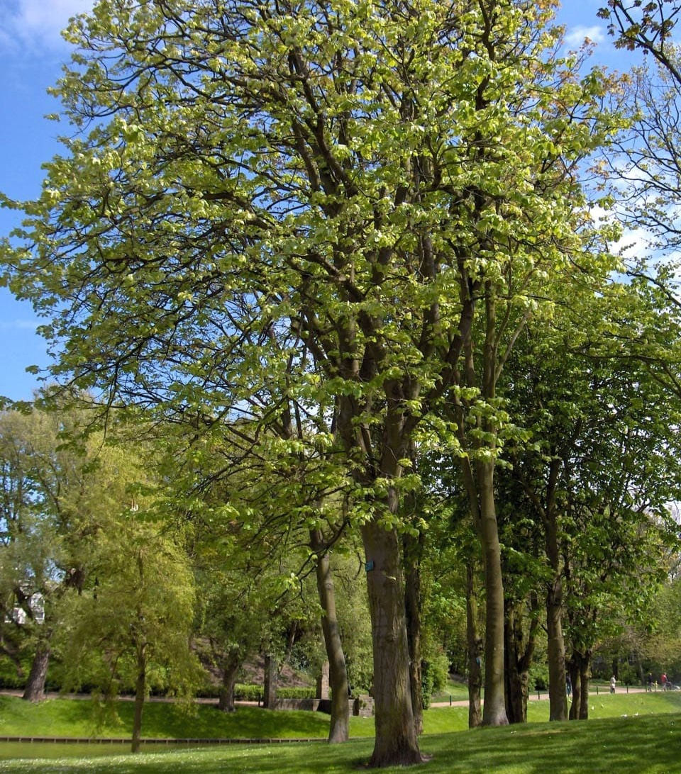 Il tiglio, Tilia platyphyllos, legno amato dai falegnami. Ottolini Legnami, Verona