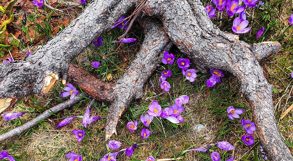 Vedere la nivelul ochilor cu pajiște acoperită de brândușe mov în Valea Sâmbetei, Munții Făgăraș
