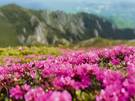 rhododendron, bujori de munte