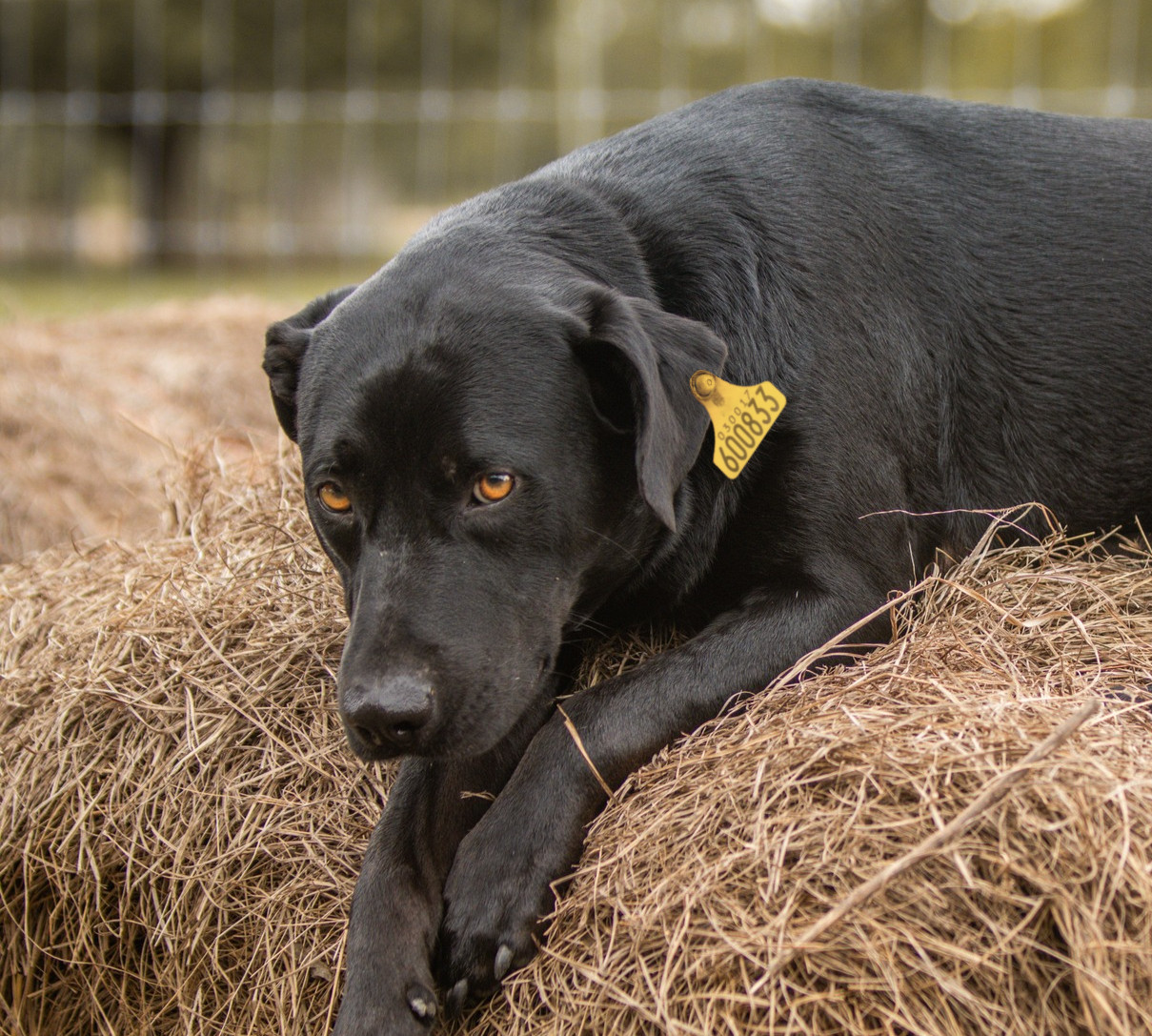 Ferme Bernier | Viande de chien biologique