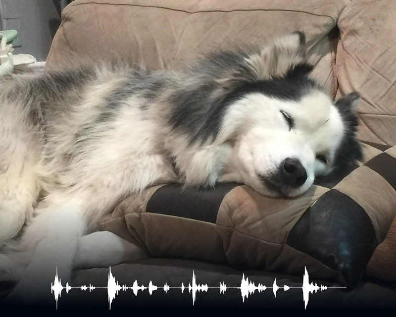 Layali Soundwave