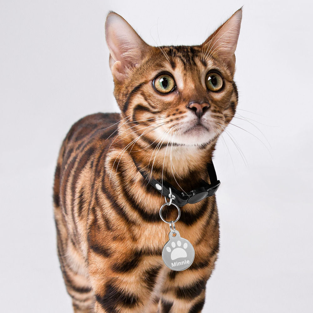 Pet ID tag