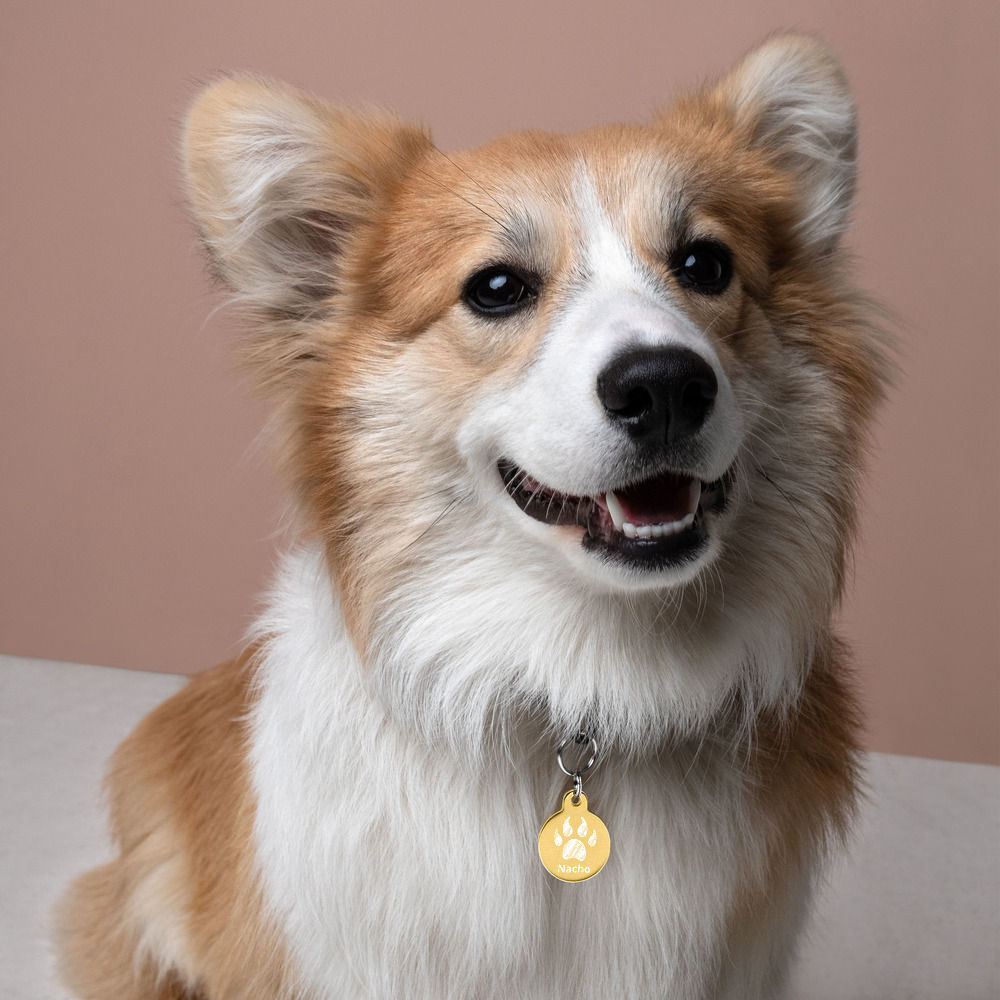 Pet ID tag