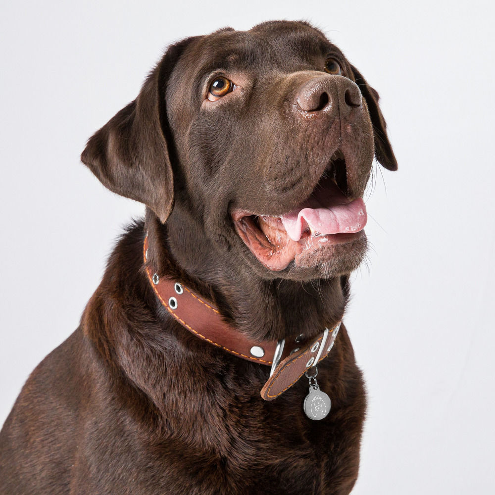 Pet ID tag