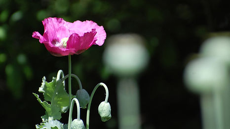 Pink poppy flower blooming in soft light with unopened buds and a dark blurred background.
