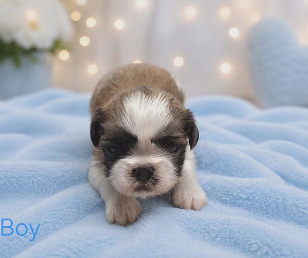 Boy 3 weeks.jpg