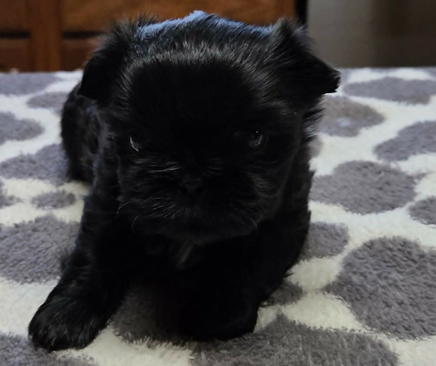 Teddy 5b weeks_edited.jpg