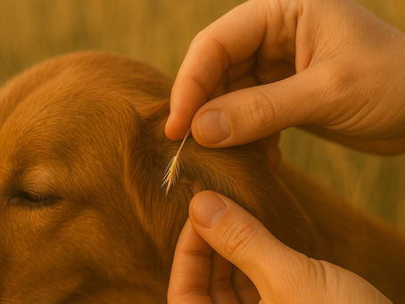 The Hidden Danger: Checking Animals for Grass Seeds and the Complications That Can Arise