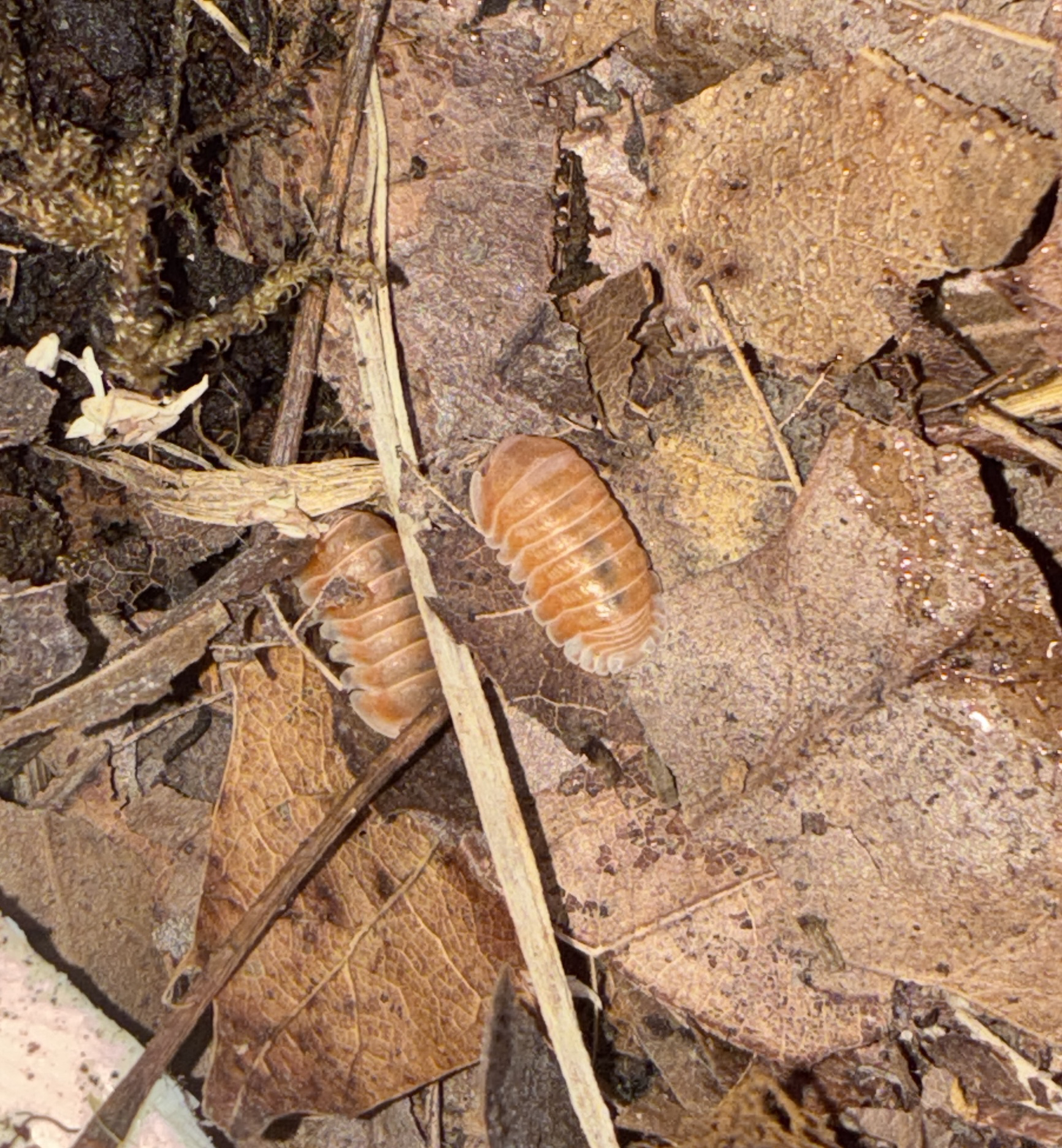 Citrus Isopod (Cubaris sp.)