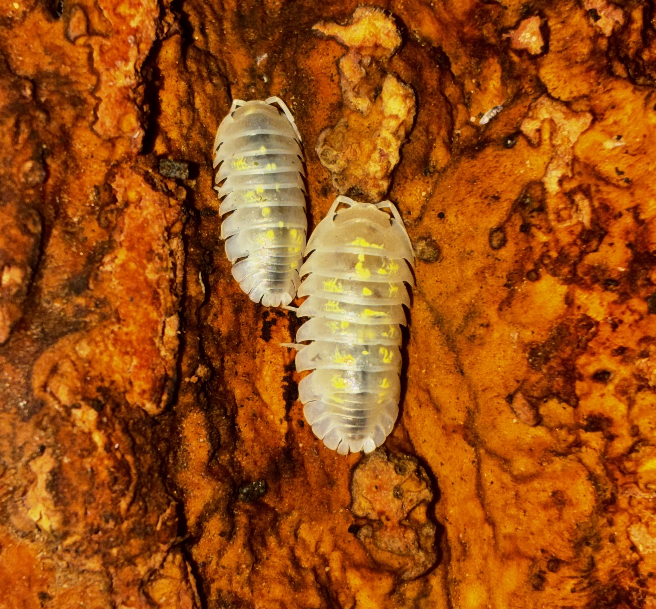 Depressum Magic Potion Isopod (Armadillidium depressum)